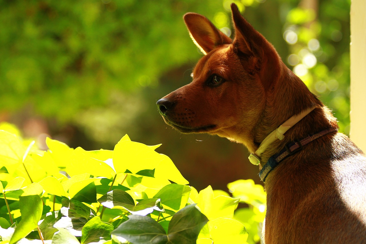 梦中的犬影，探索梦境中狗的象征意义与心理解读