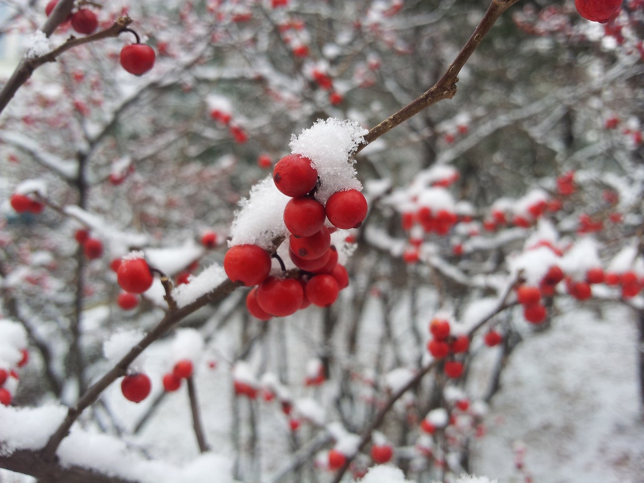 冬日温情小雪节气的诗意解读与生活指南