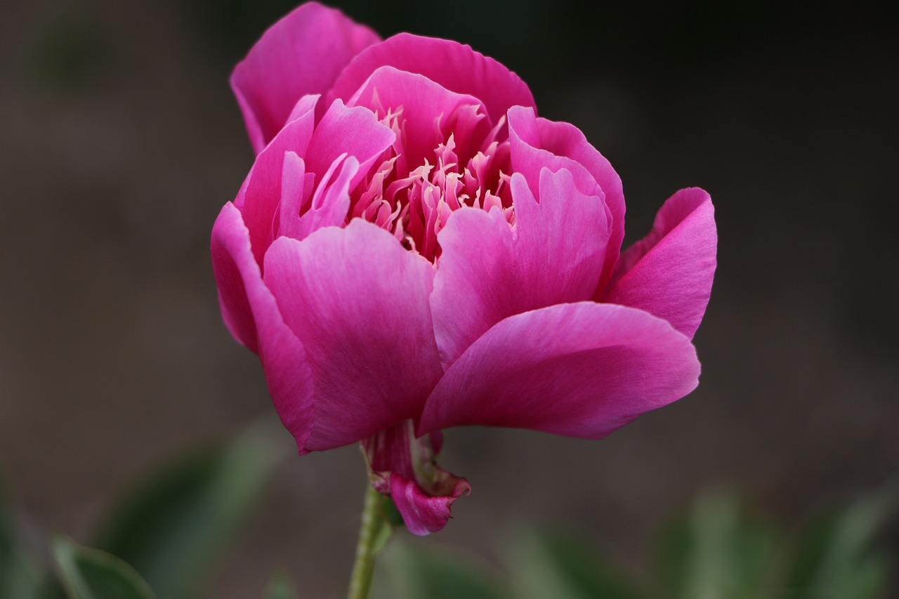 梦中花语，探秘芍药花的神秘象征意义