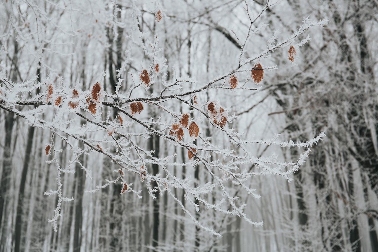 山西大同降大雪，游客白了头——冬日雪韵与独特体验