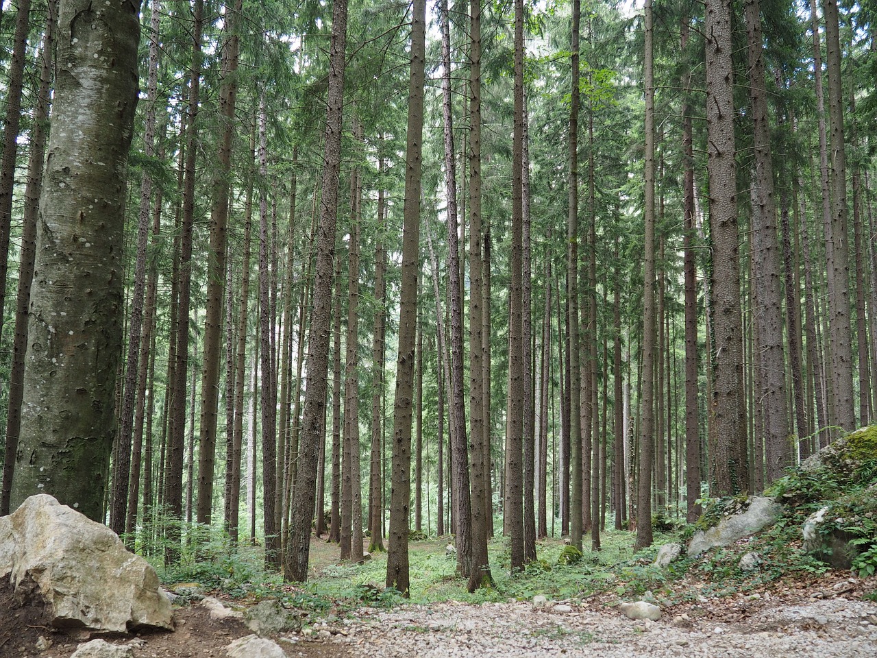 元宝枫(元宝枫怎么种)