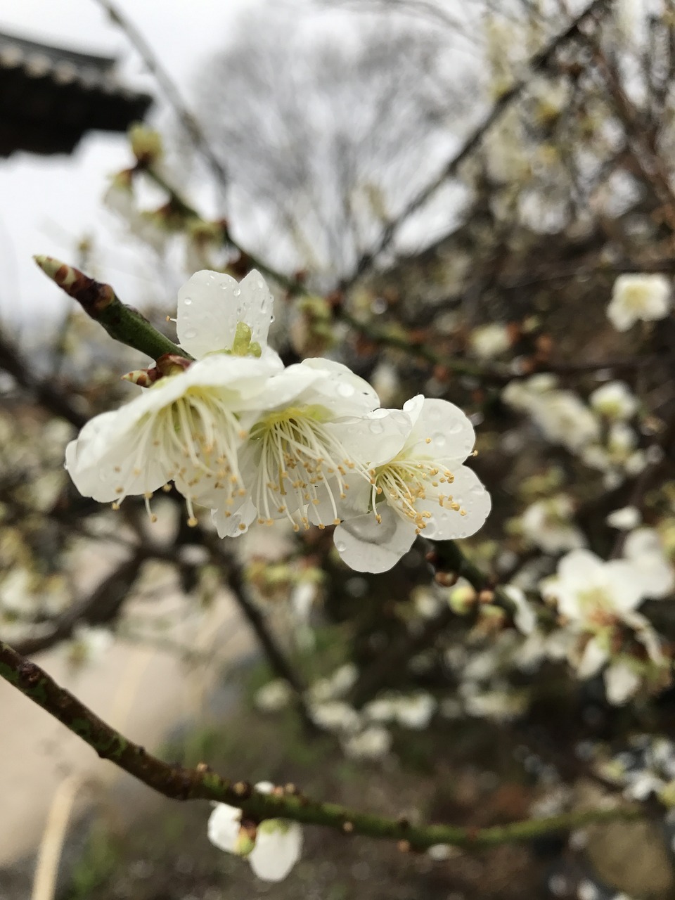 春游一日，赏花前的神秘字谜解析，探寻汉字的魅力